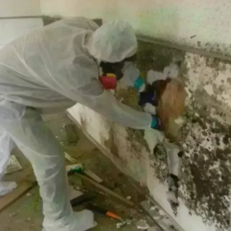 Mold Remediation and Removal in Ellinwood, KS